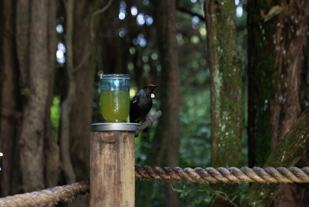 bird sitting on a post in feather and fern retreat
