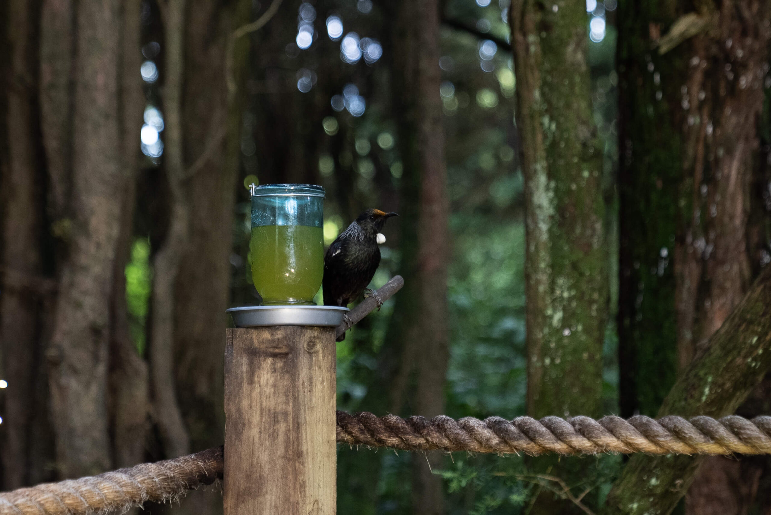 bird sitting on a post in feather and fern retreat